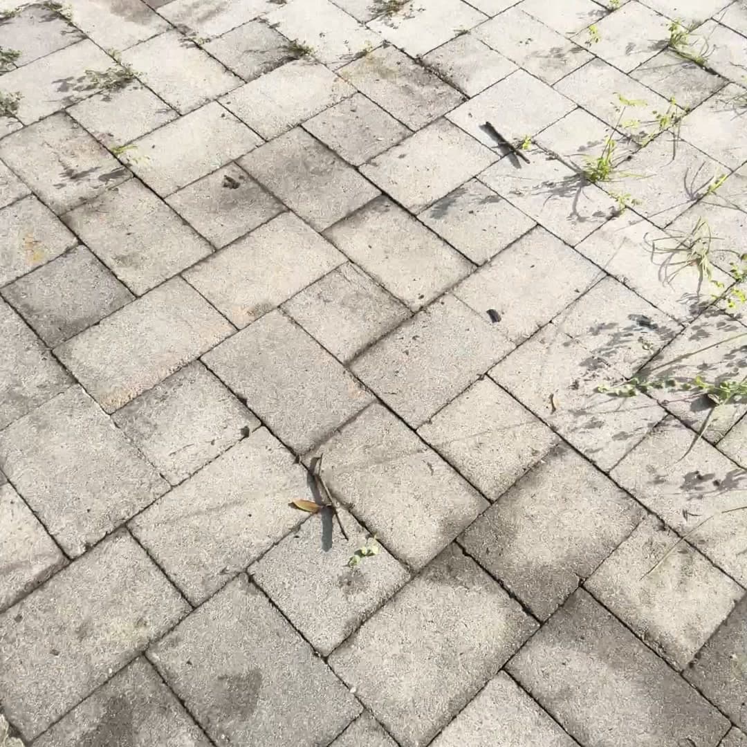 Before: weeds growing through every joint of a grey paver patio